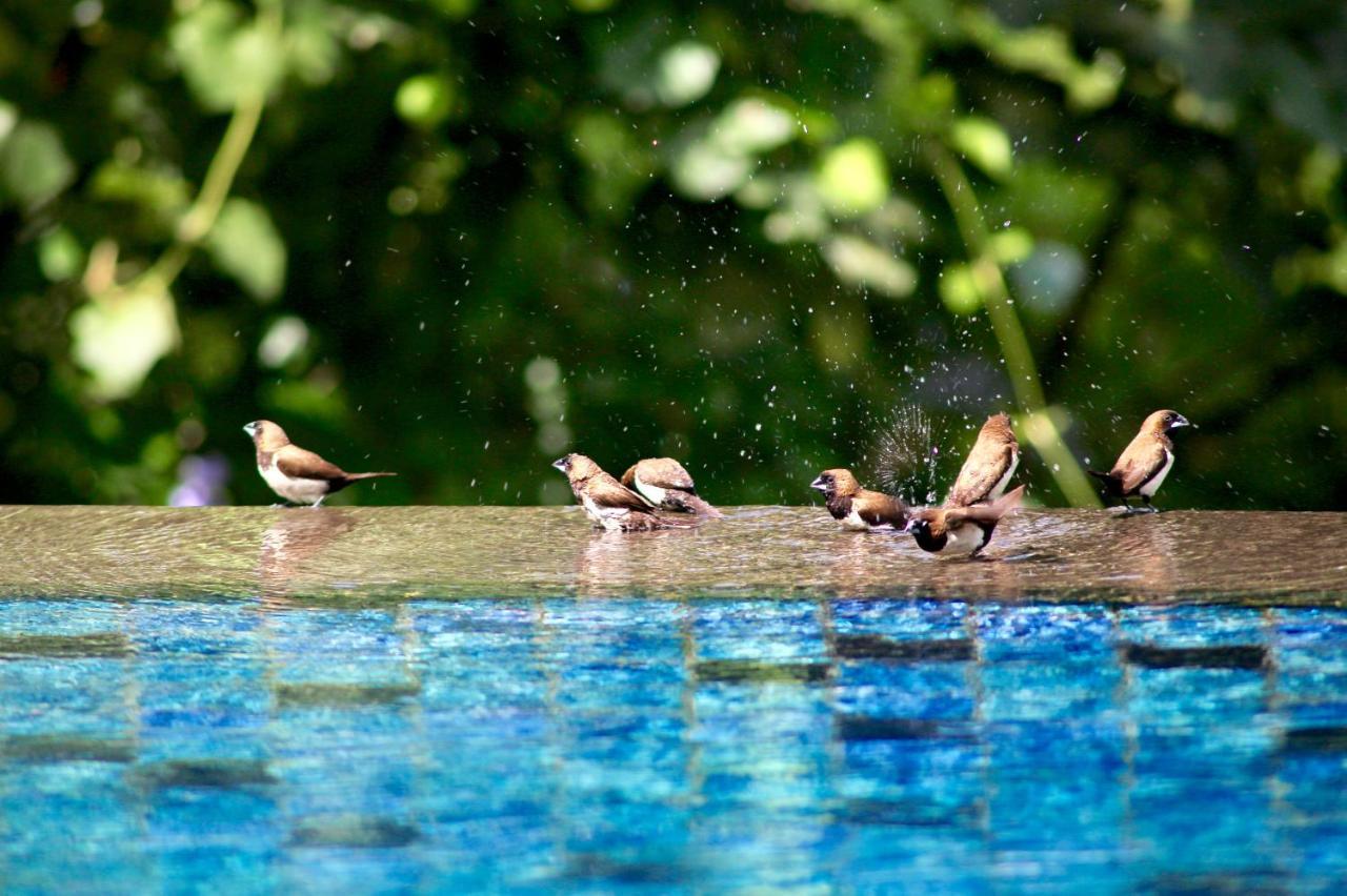 The Manipura Luxury Estate And Spa Up To 18 Person, Fully Serviced Ubud  Luaran gambar